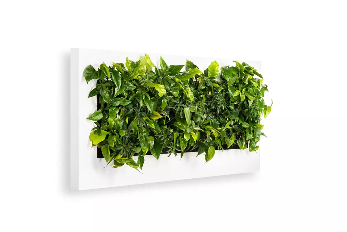 LivePicture 4