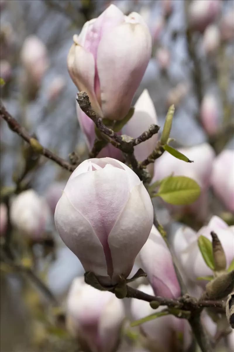 Magnolia soulangiana Tulpenmagnolie