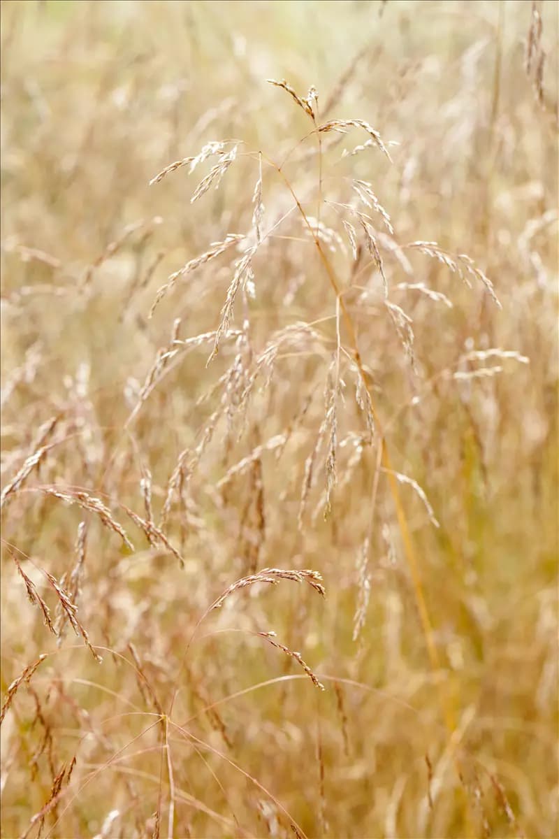 Deschampsia cespitosa 'Goldschleier' Garten-Schmiele