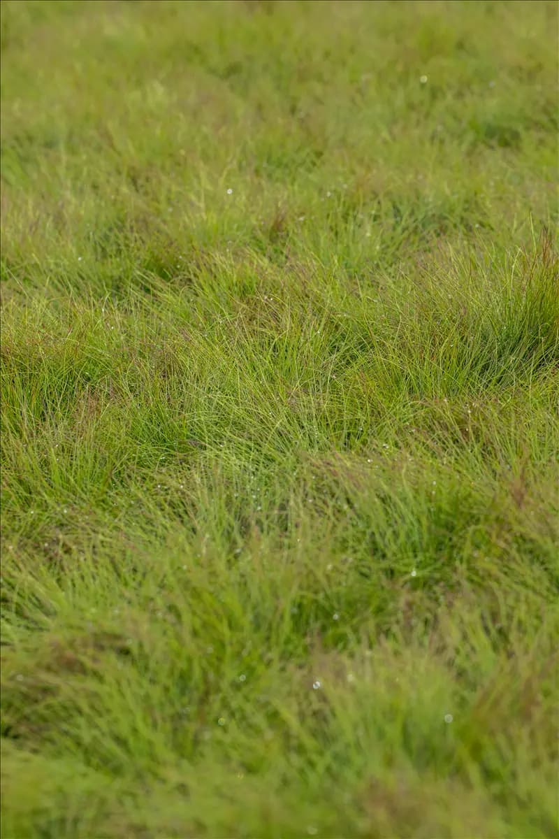 Festuca amethystina Amethyst-Schwingel