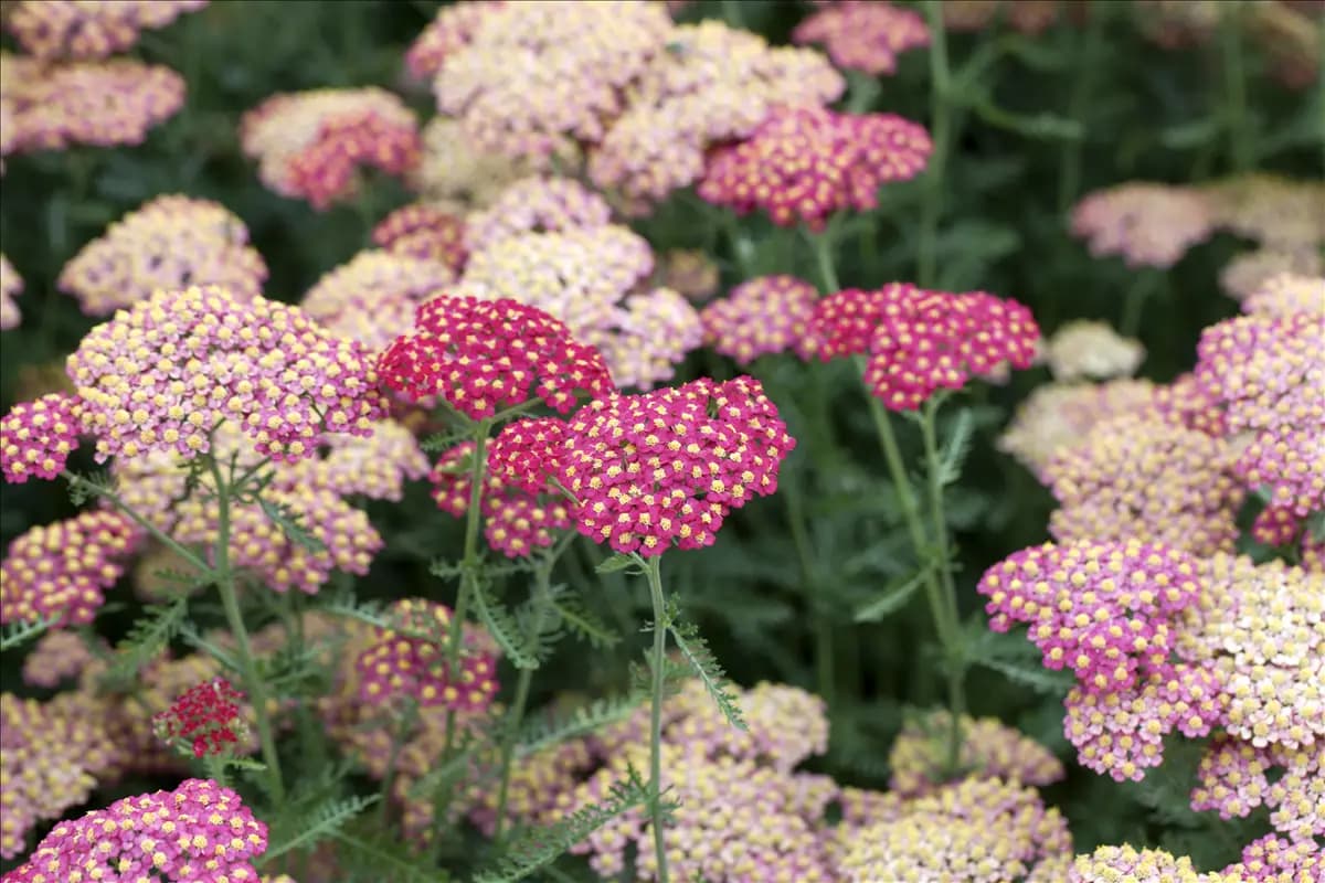 Achillea millefolium 'Paprika' Garten-Schaf-Garbe