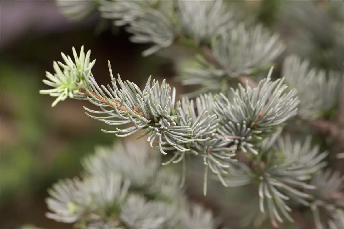 Cedrus atlantica 'Glauca' Blaue Atlaszeder