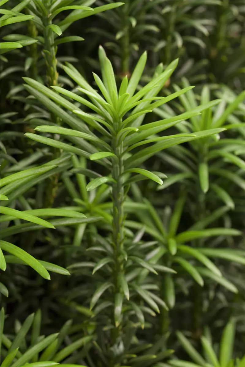 Cephalotaxus harringtonii 'Fastigiata' Harringtons Säulen-Kopfeibe