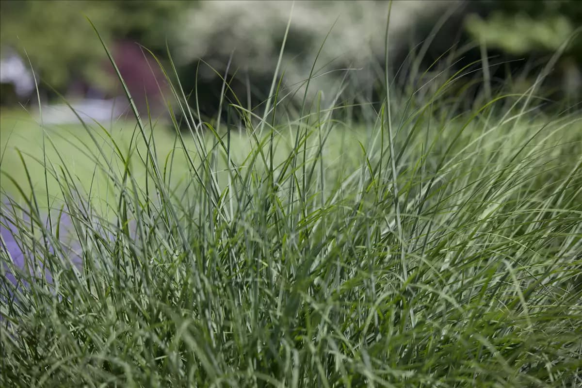 Deschampsia cespitosa Rasen-Schmiele