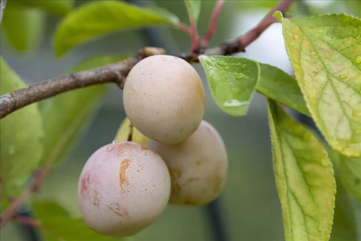 Prunus syr.'Von Nancy'                 CAC Mirabelle 'Von Nancy'