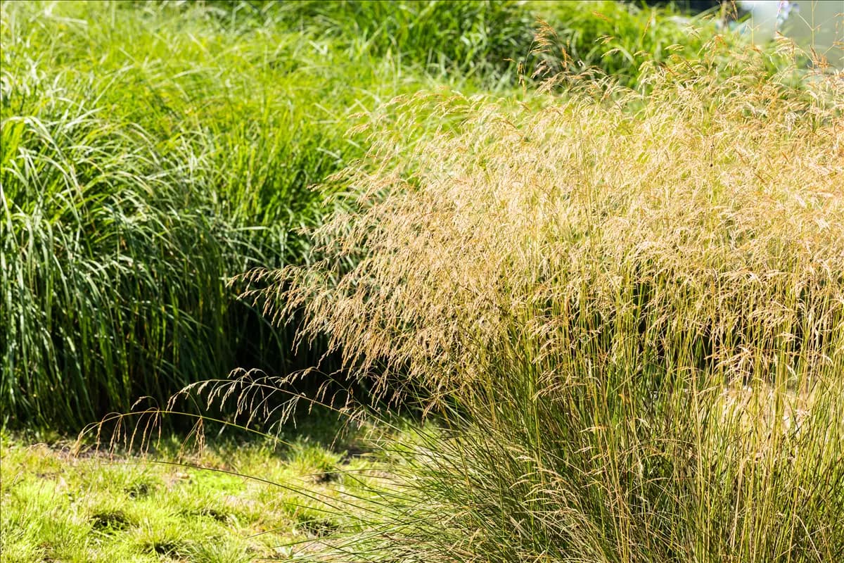 Deschampsia cespitosa 'Goldgehänge' Garten-Schmiele