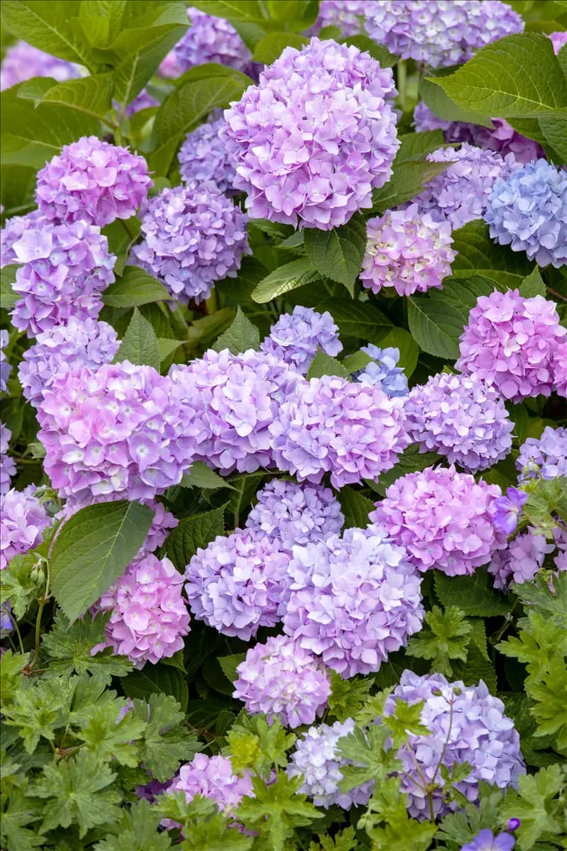 Hydrangea macr.'Endless Summer' blau Gartenhortensie 'Endless Summer'