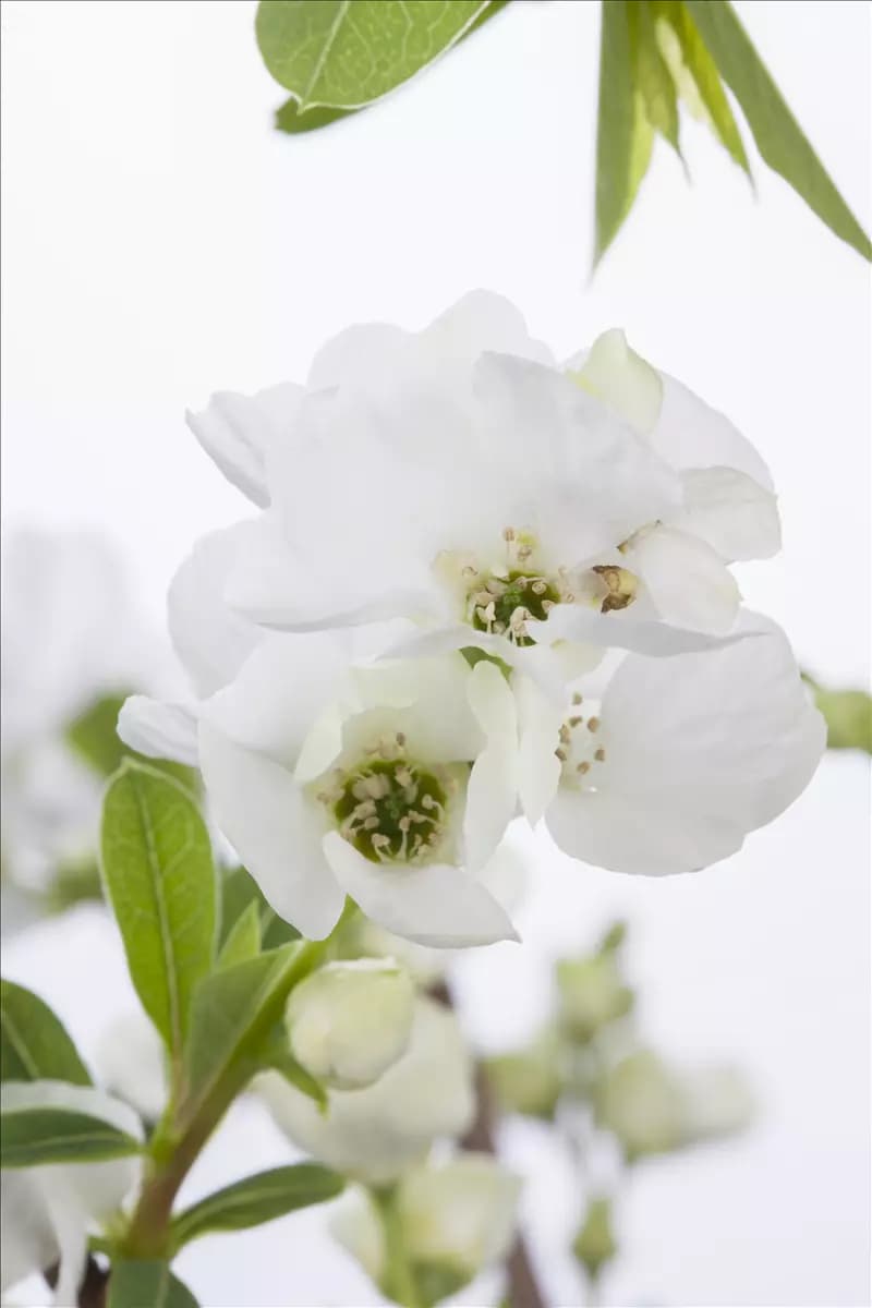 Exochorda racemosa 'Niagara' ® Prunkspiere 'Niagara' ®