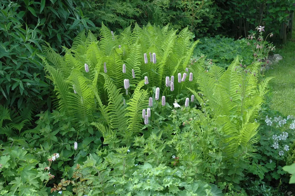 Dryopteris filix-mas Gewöhnlicher Wurmfarn