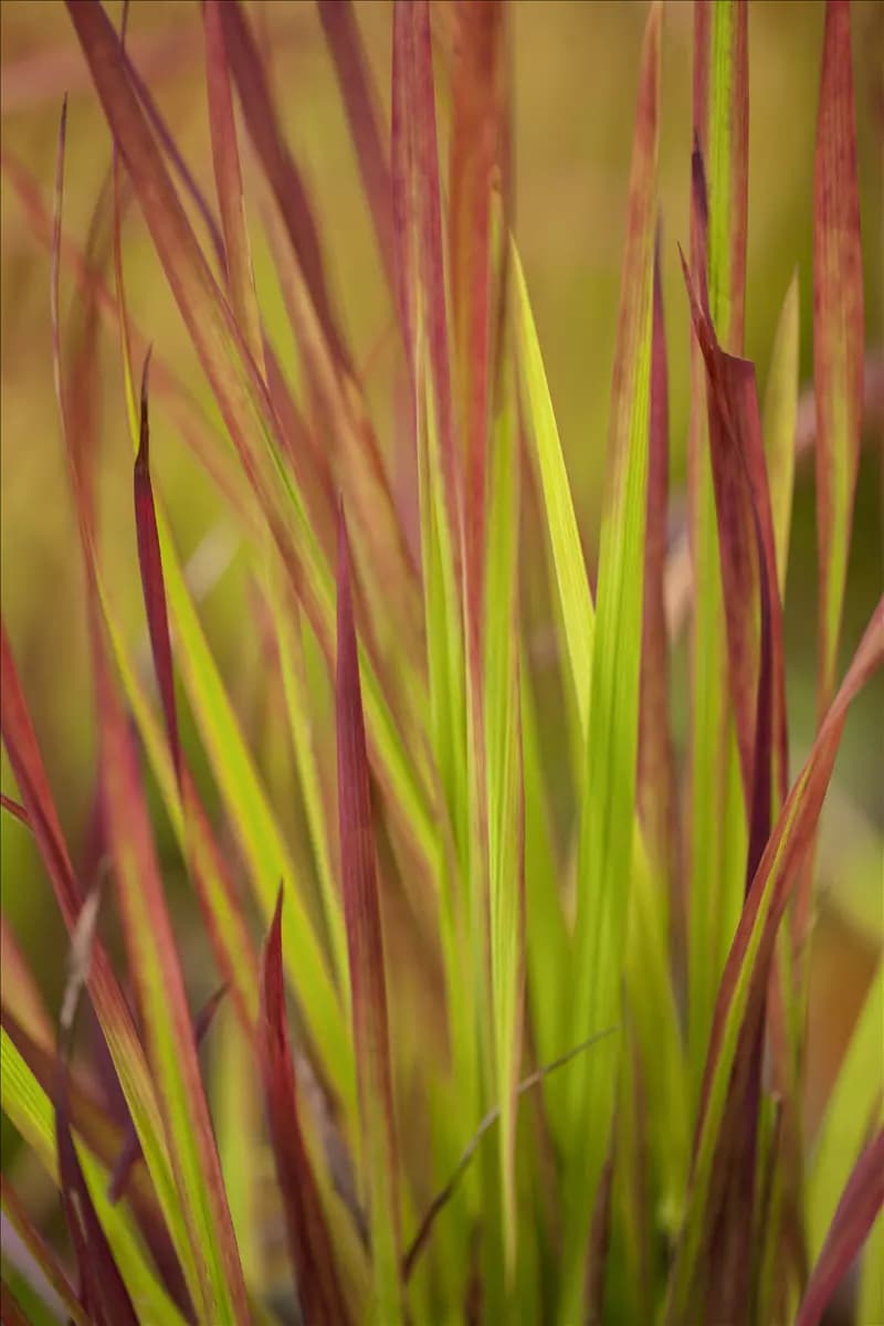 Imperata cylindrica var.koenig.'Red Baron' Garten-Blutgras