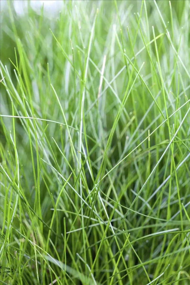 Eleocharis acicularis Nadelsimse