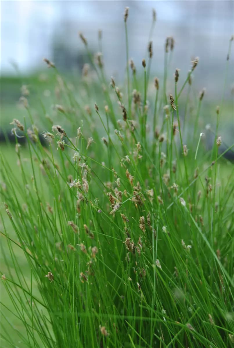 Eleocharis palustris Sumpfsimse