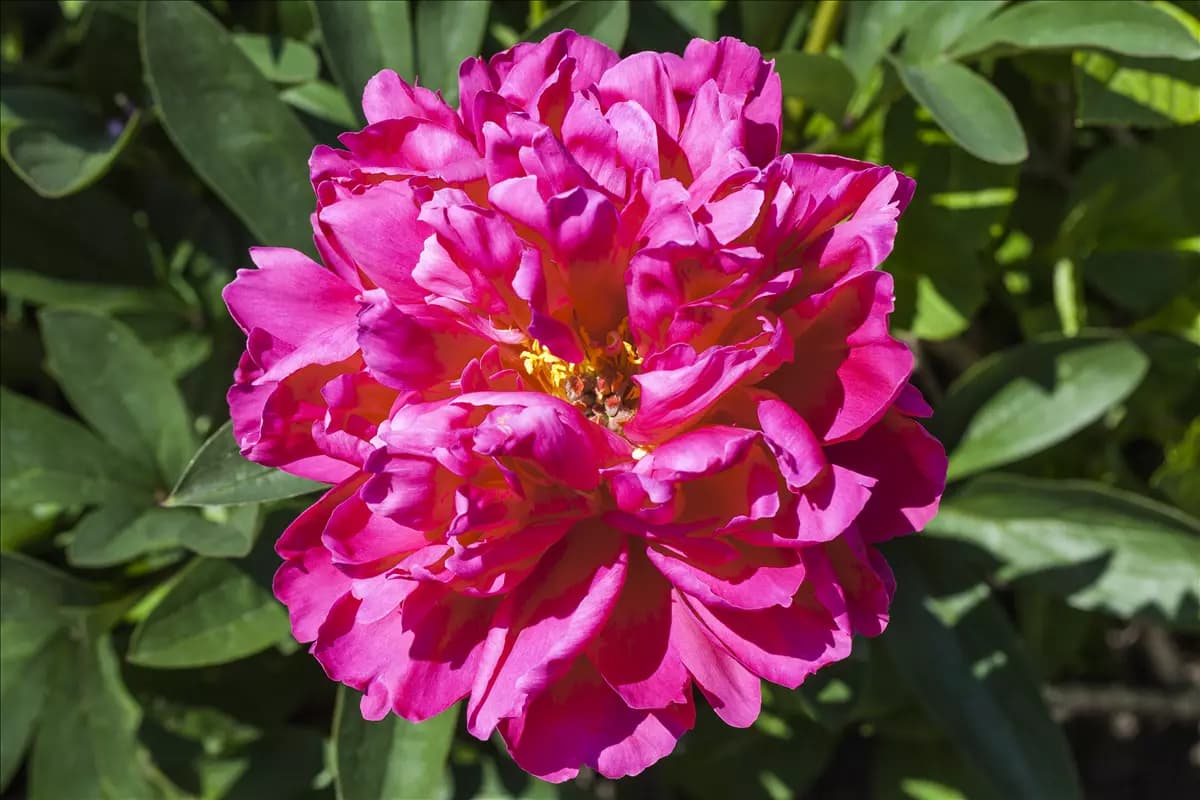 Paeonia suffr.'Luo Yang Hong' pink halbgefüllt Strauch-Pfingstrose