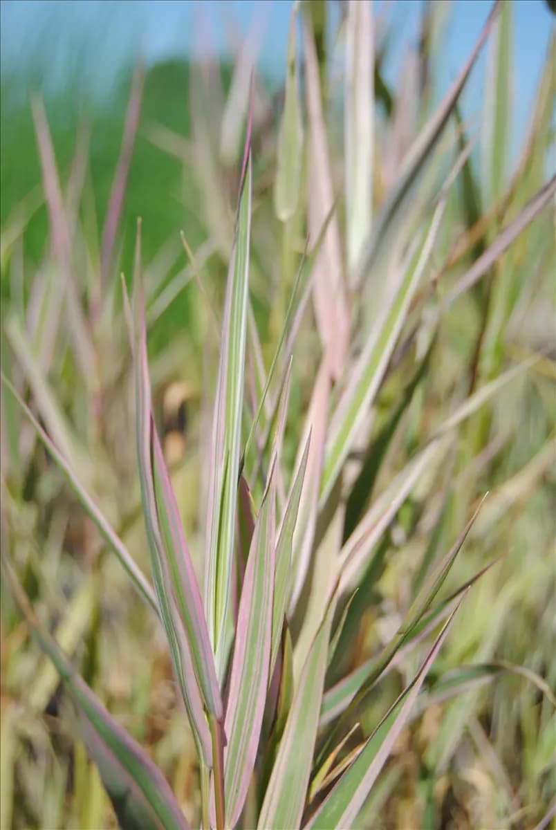 Glyceria maxima 'Variegata' Buntblättriges Garten-Süßgras