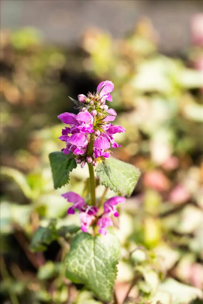 Lamium maculatum 'Beacon Silver' Gefleckte Garten-Taubnessel
