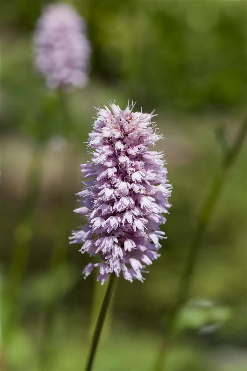 Persicaria amphibia Wasser-Knöterich