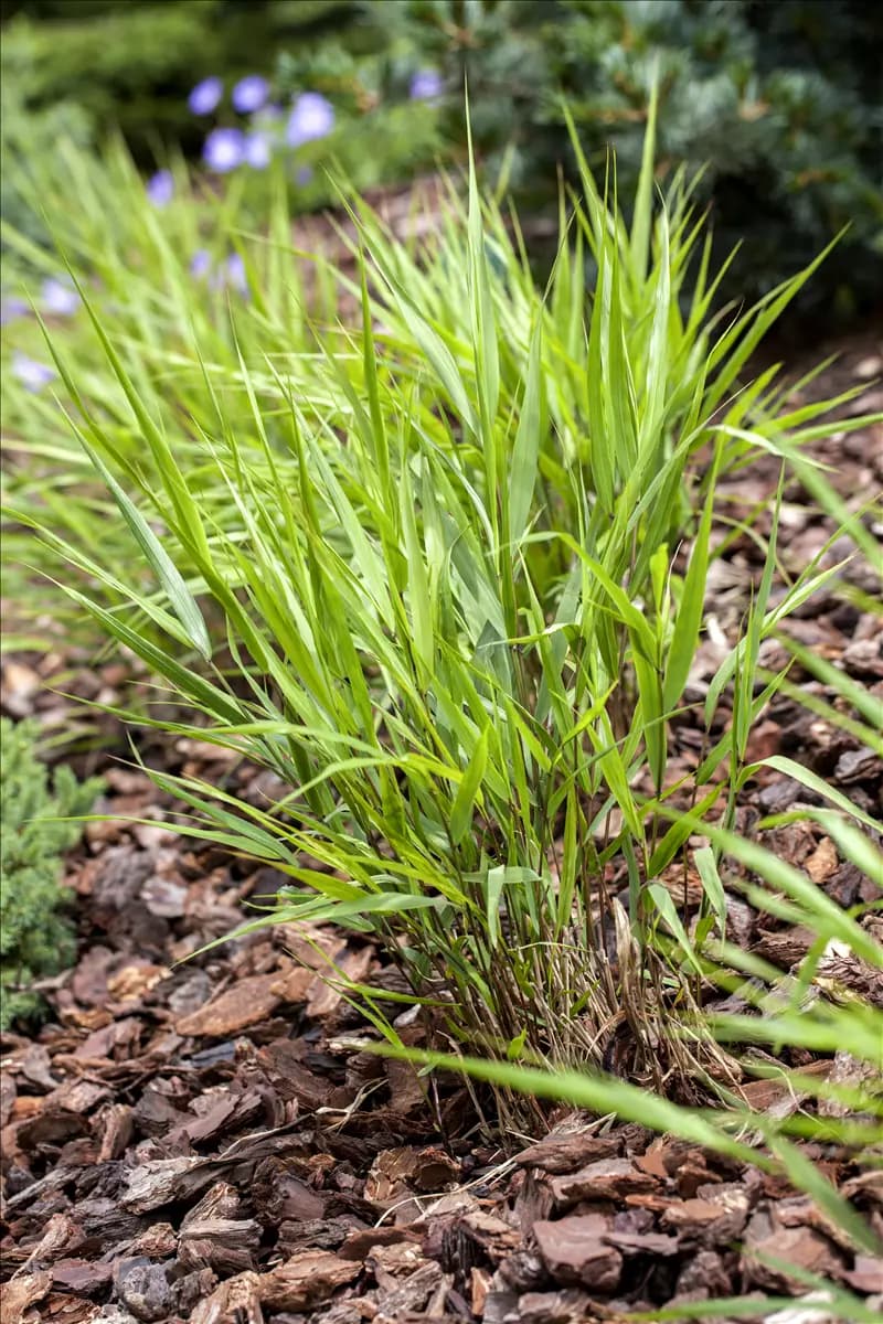 Hakonechloa macra Japanisches Berggras
