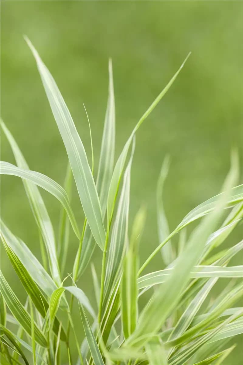 Hakonechloa macra 'Albostriata' Garten-Ziergras