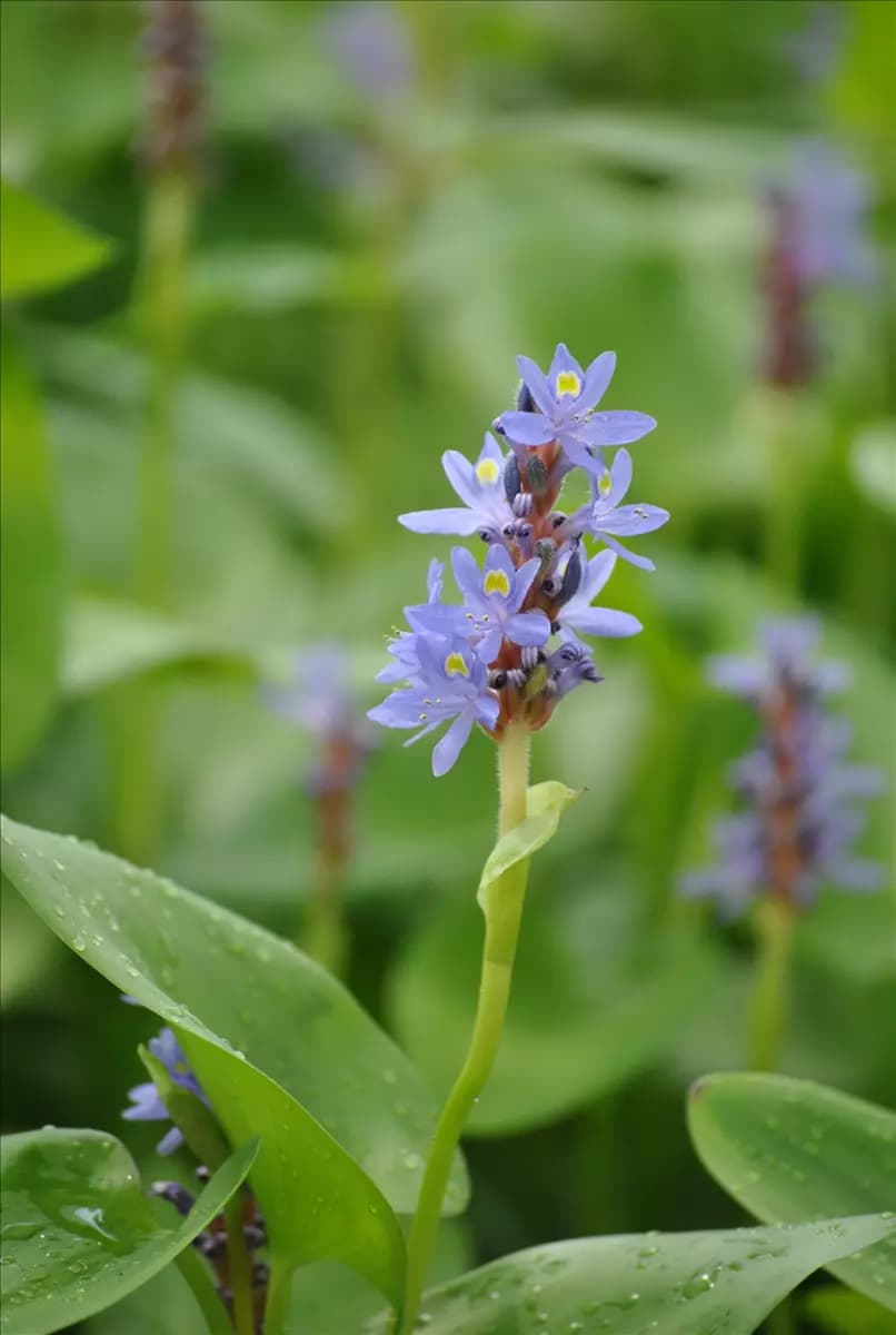 Pontederia cordata Herzblättriges Hechtkraut