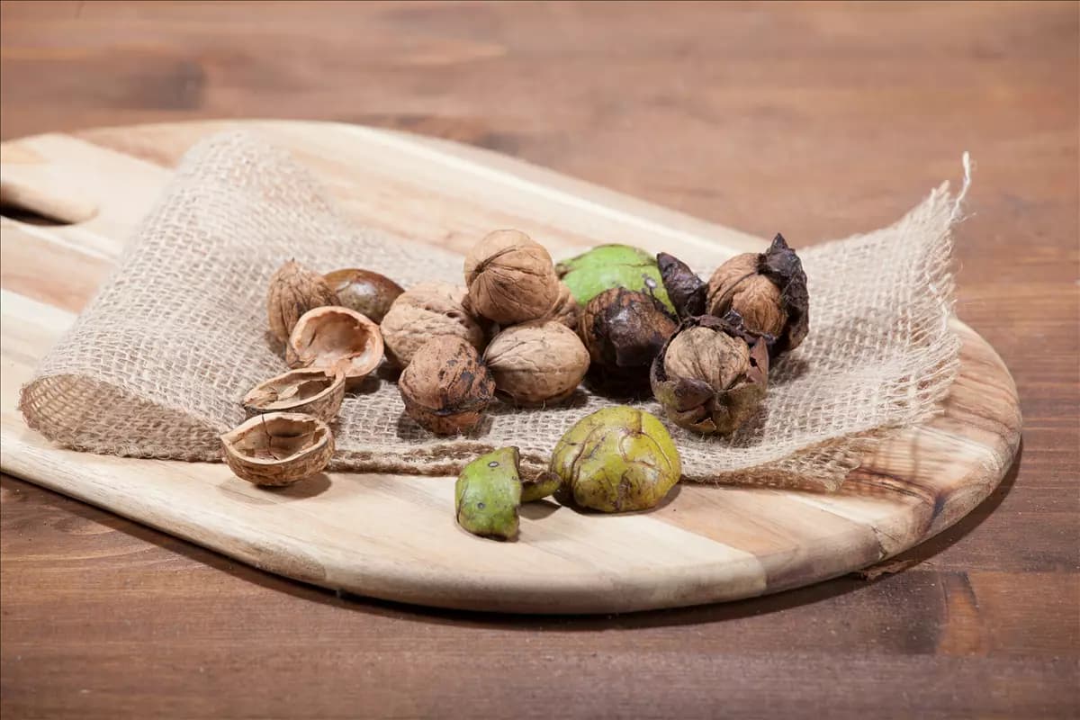 Juglans regia - Baum Echte Walnuss