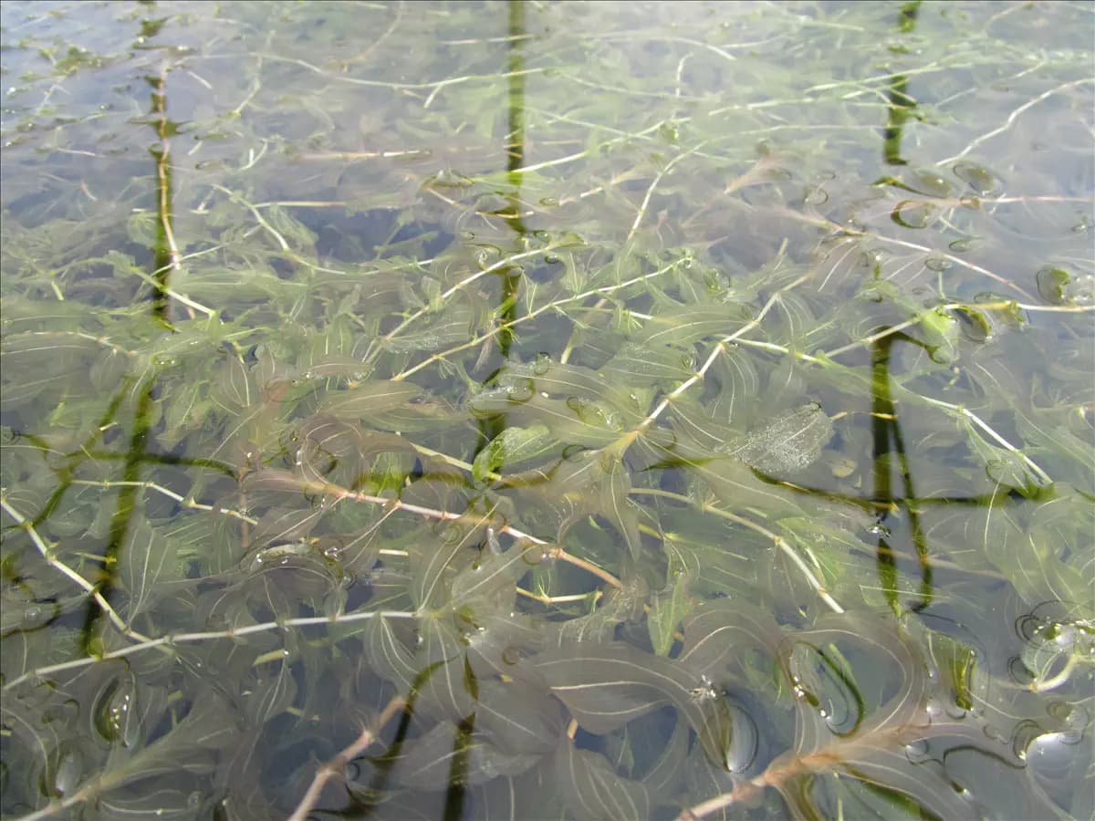 Potamogeton crispus Krauses Laichkraut