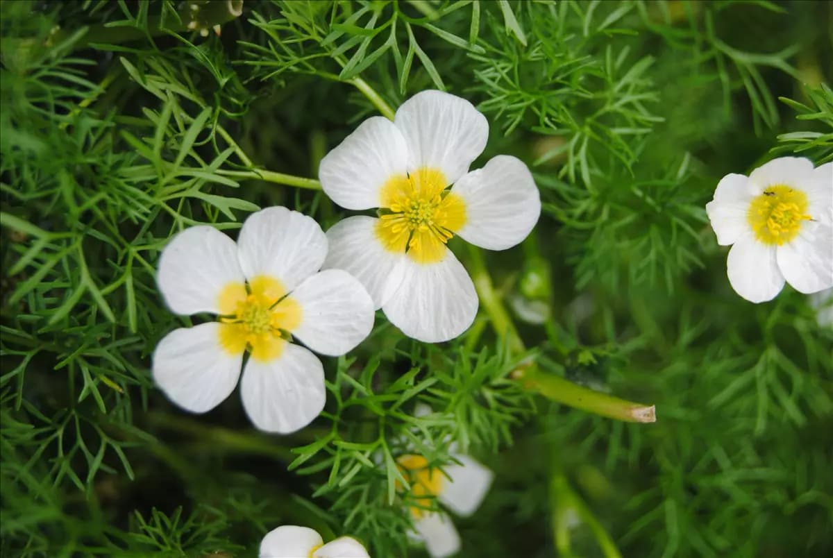 Ranunculus aquatilis Gewöhnlicher Wasser-Hahnenfuß