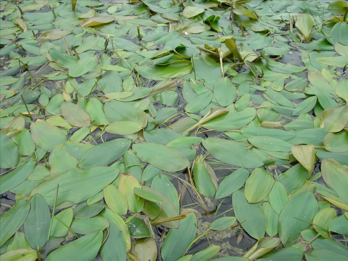 Potamogeton natans Schwimmendes Laichkraut