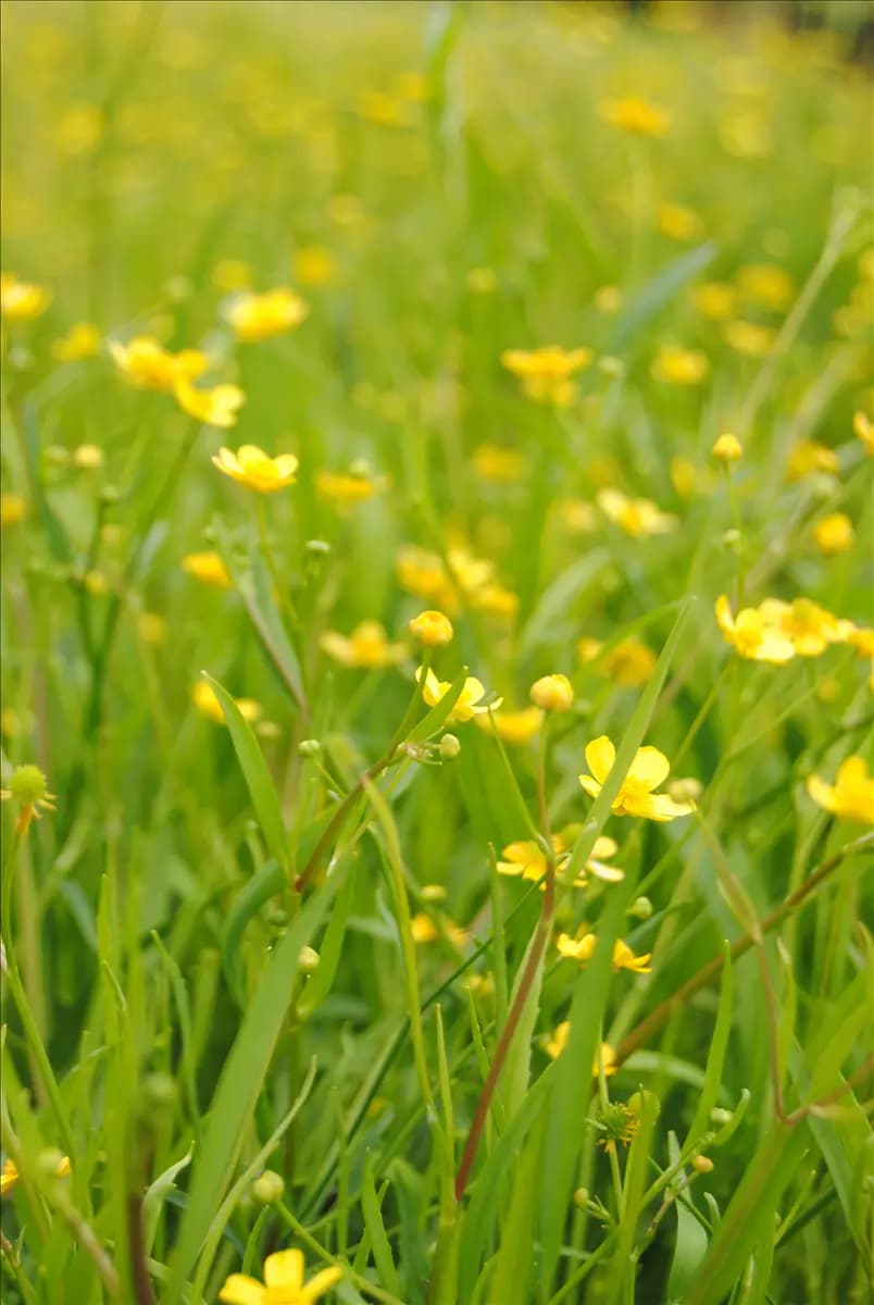 Ranunculus flammula Brennender Hahnenfuß