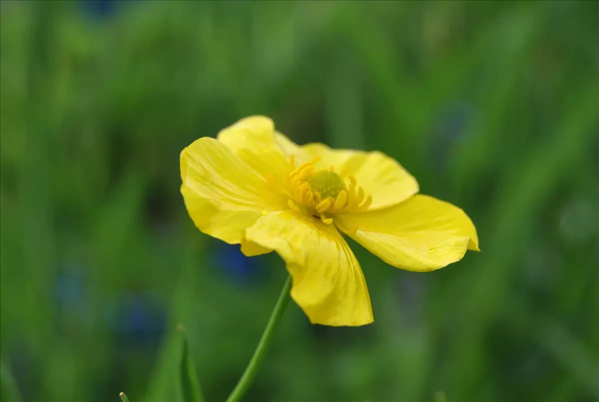 Ranunculus lingua Zungen-Hahnenfuß