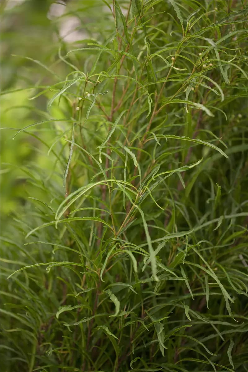 Rhamnus frangula 'Fine Line'  -R- Farnblättriger Faulbaum 'Fine Line'  -R-