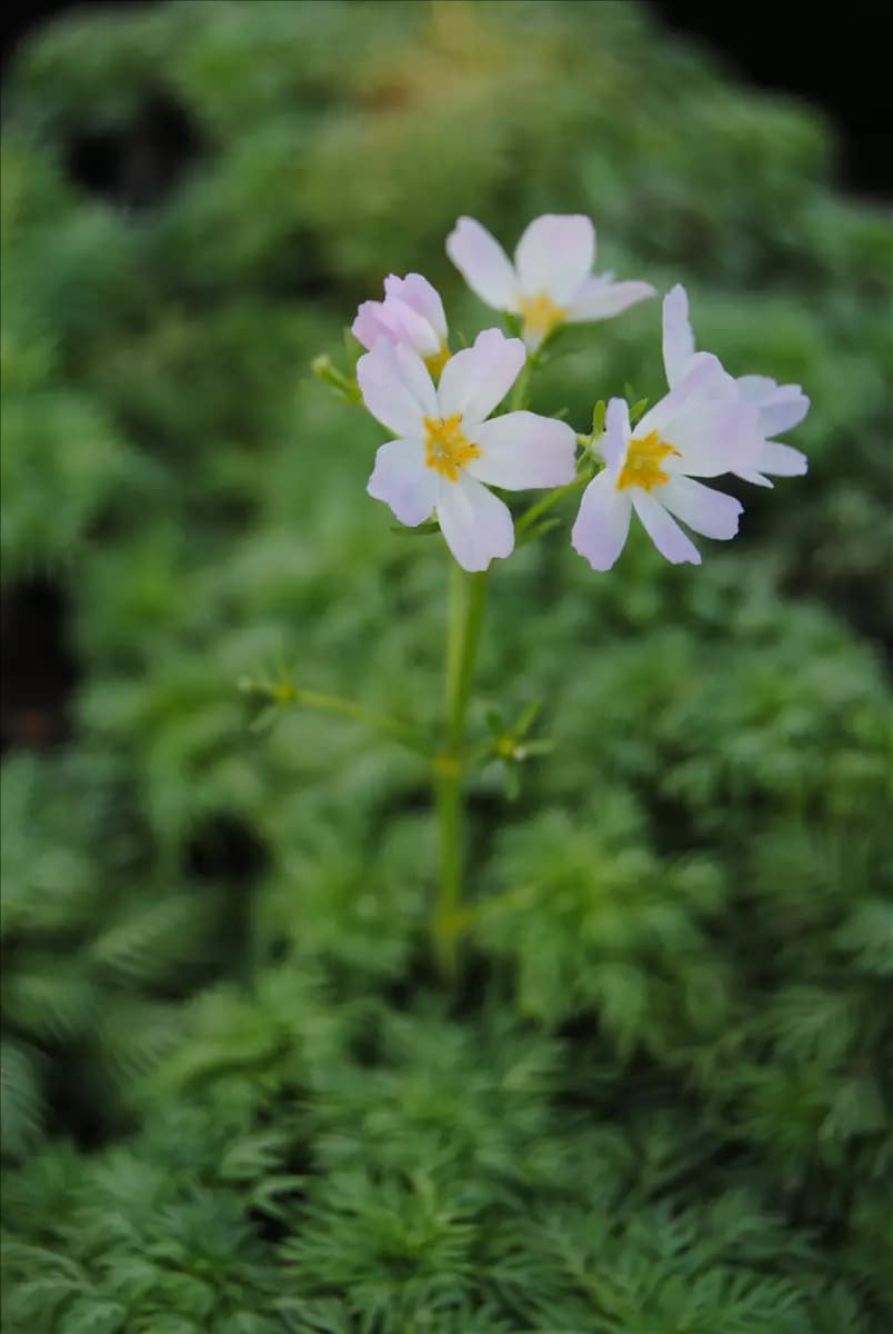 Hottonia palustris Wasserfeder