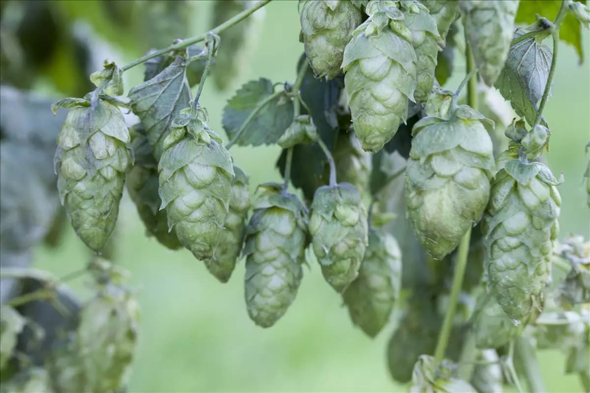 Humulus lupulus Wilder Hopfen
