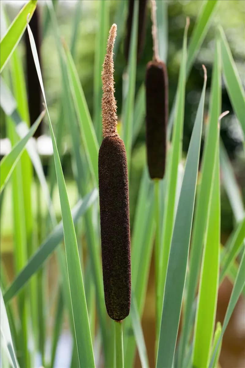 Typha angustifolia Schmalblättriger Rohrkolben