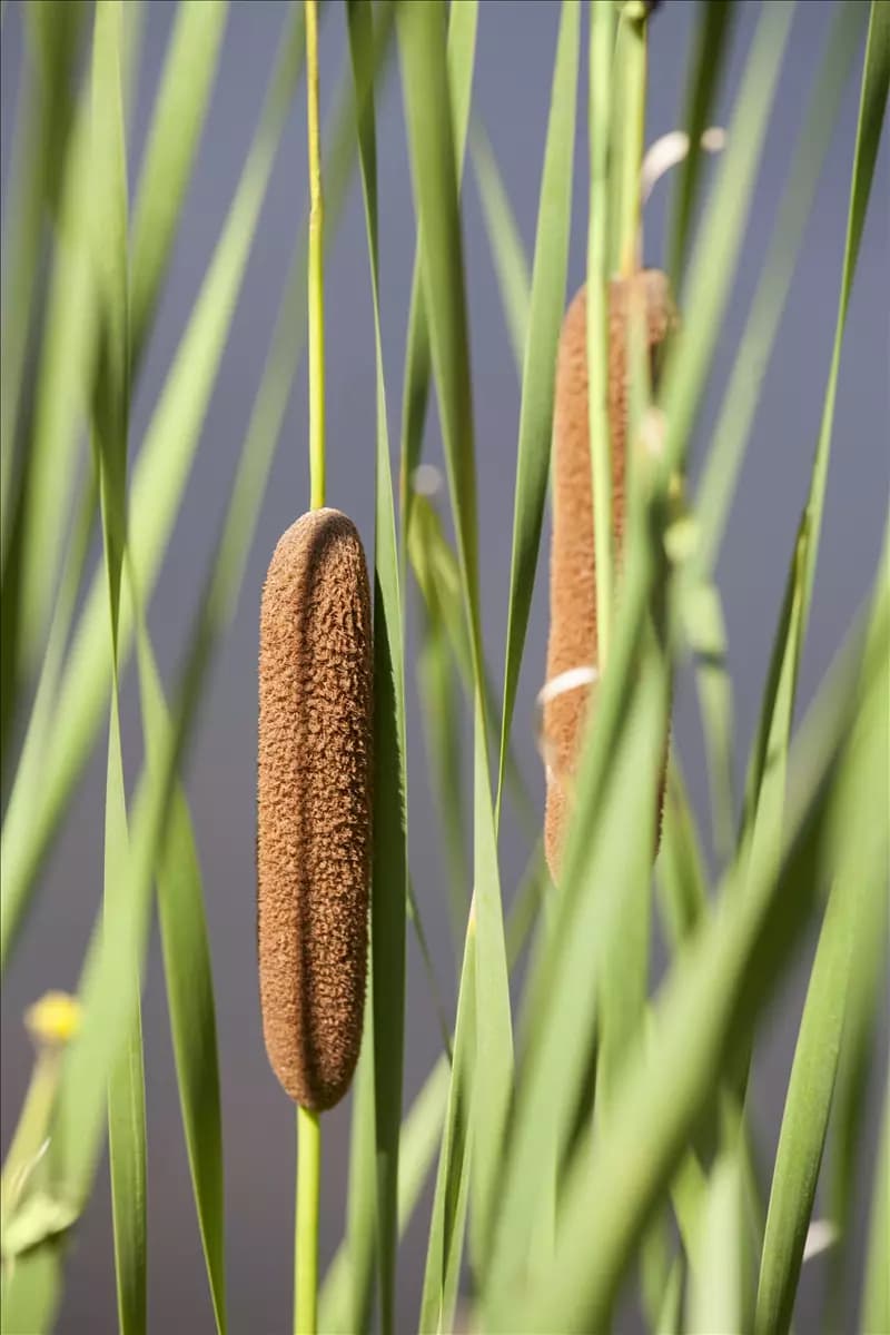 Typha latifolia Breitblättriger Rohrkolben
