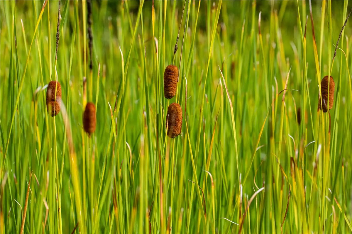 Typha laxmannii Laxmanns Rohrkolben