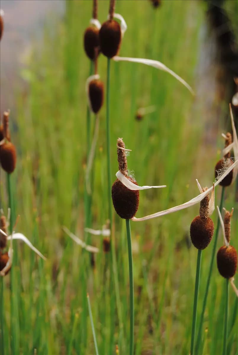 Typha minima Zwerg-Rohrkolben