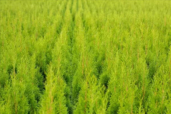 Thuja occidentalis 'Smaragd'