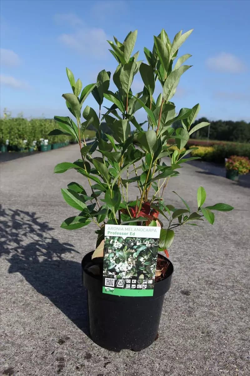 Aronia melanocarpa 'Professor Ed' Apfelbeere 'Professor Ed'