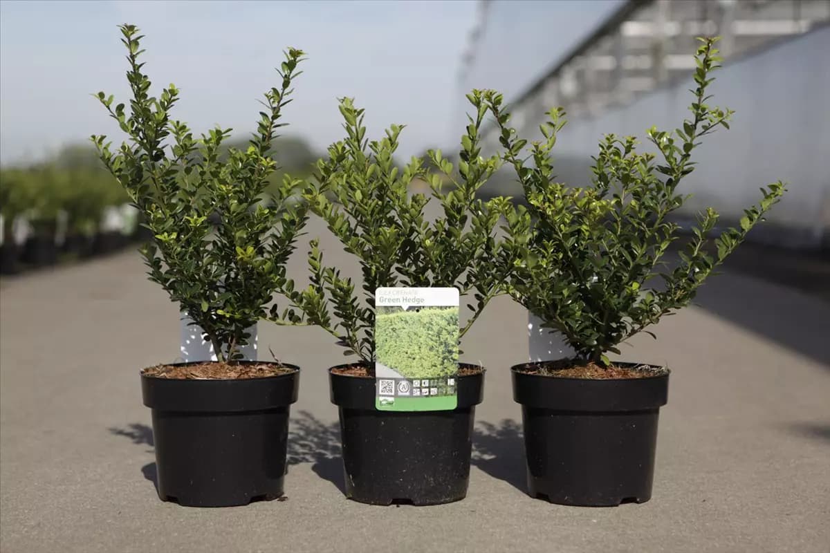 Ilex crenata 'Green Hedge' Kleinlaubige Japan-Hülse 'Green Hedge'