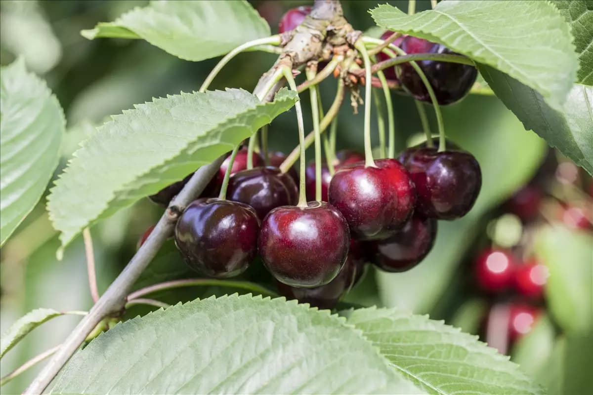 Prunus av.'Schneiders Späte Knorpelkir.'    CAC Süßkirsche 'Schneiders Späte Knorpel' 6.KW