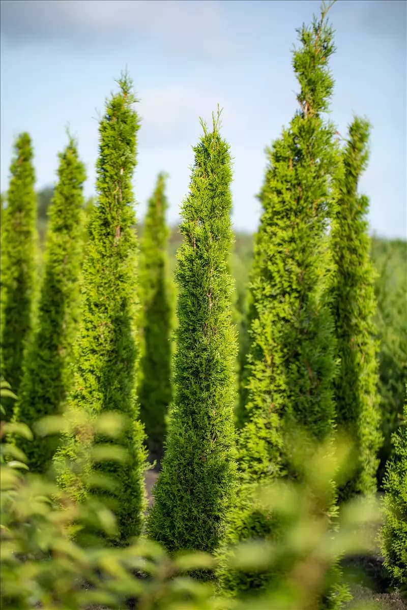 Cupressus sempervirens Mittelmeerzypresse