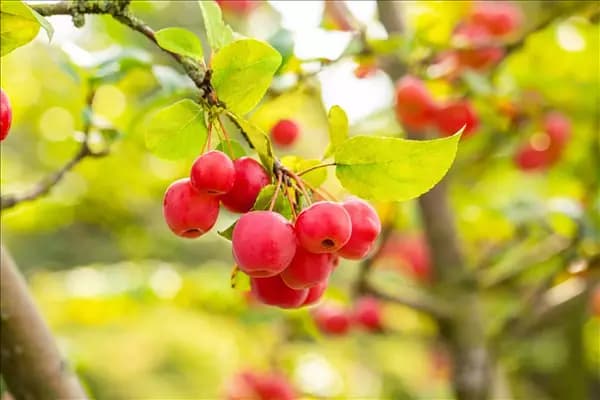Malus 'Evereste'®