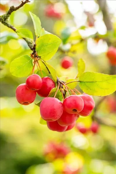 Malus 'Evereste'®