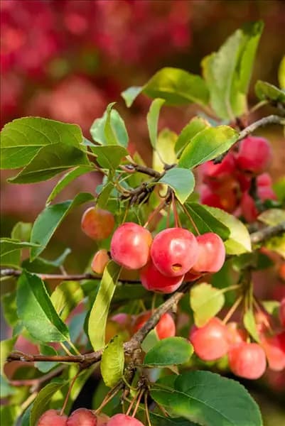 Malus 'Evereste'®