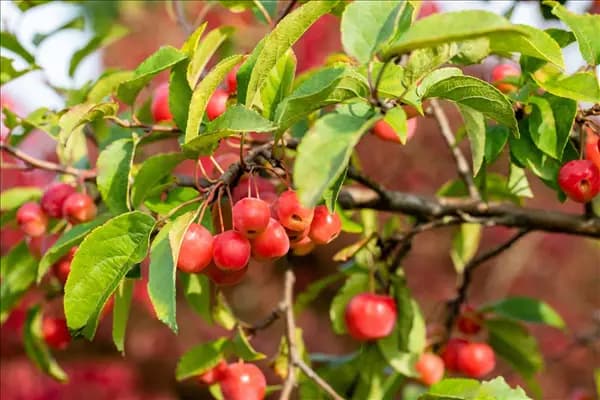 Malus 'Evereste'®