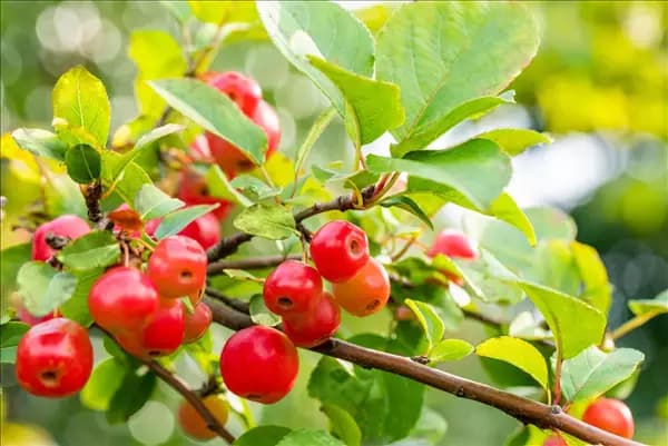Malus 'Evereste'®