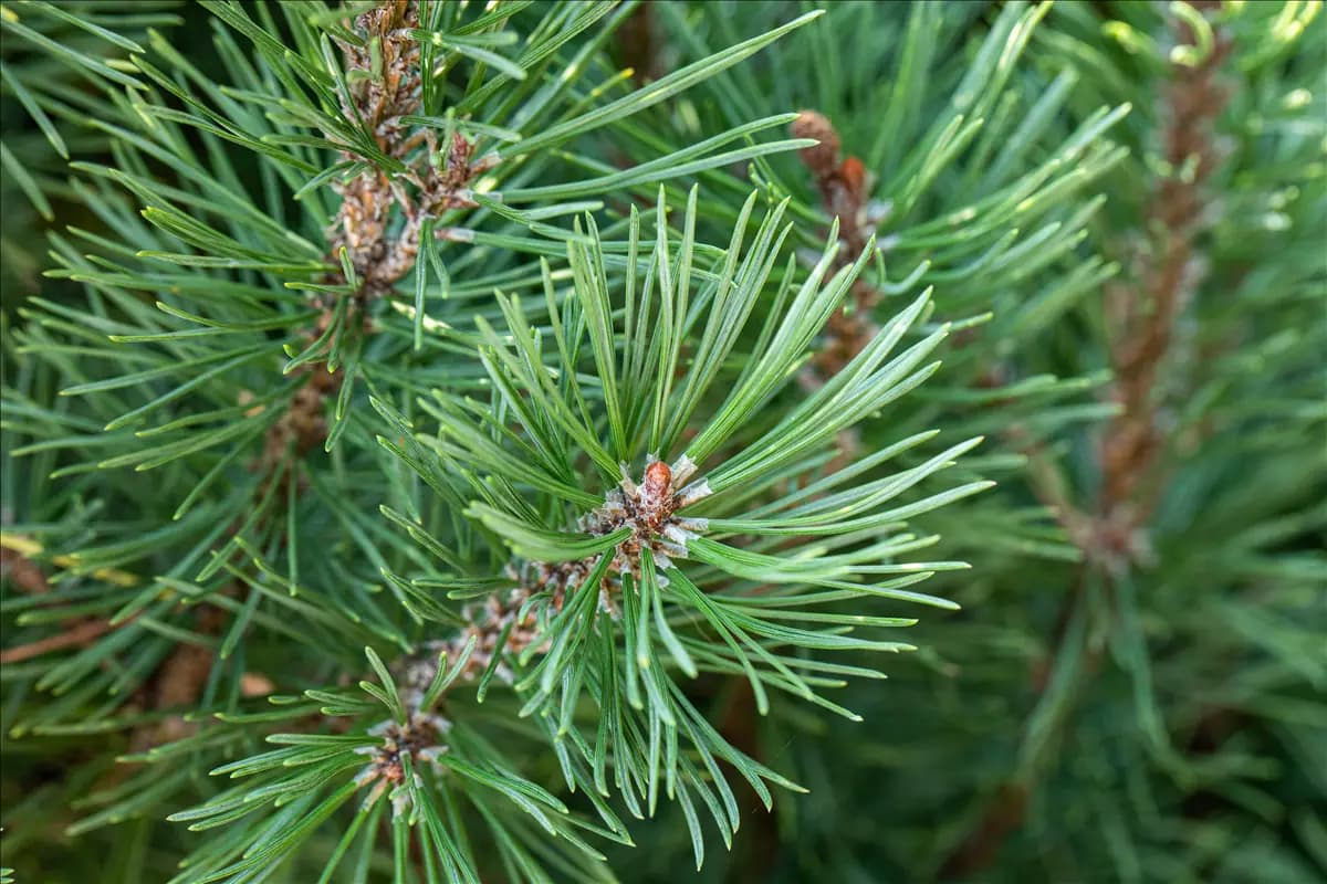 Pinus pinea - Baum Pinie