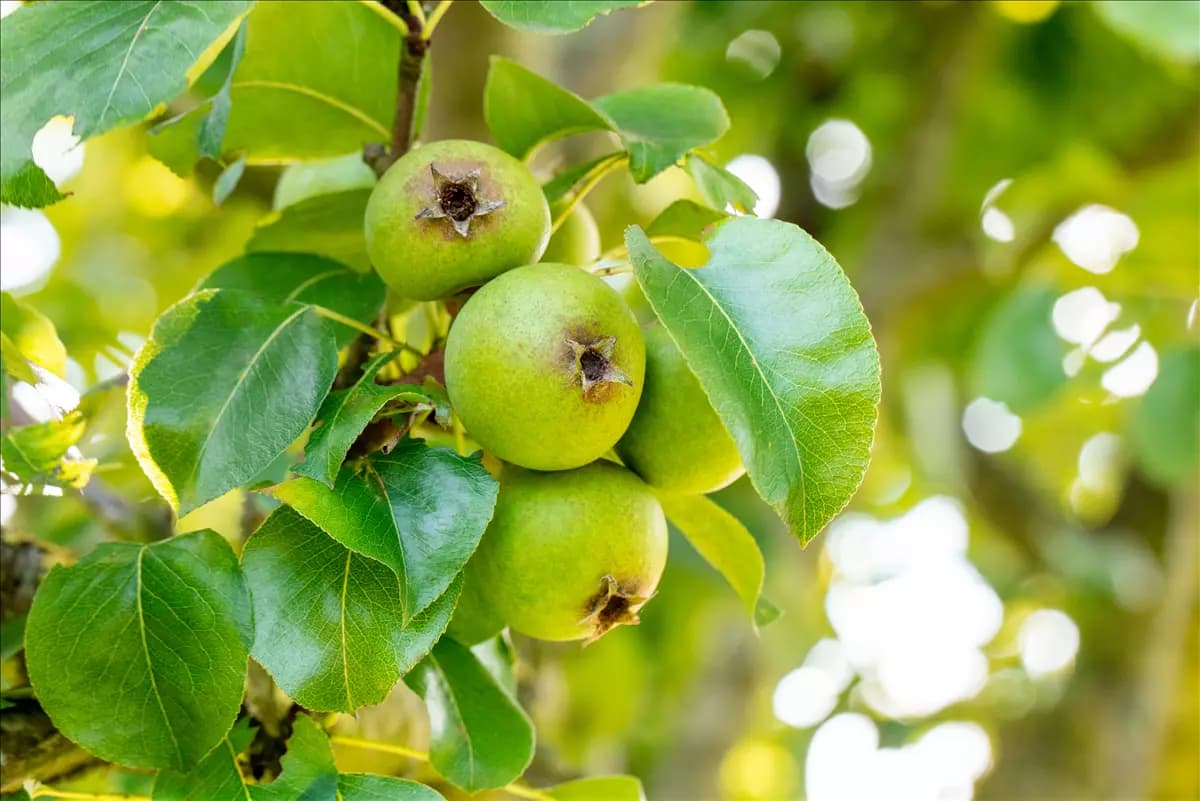 Pyrus communis 'Beech Hill'            CAC Wildbirne 'Beach Hill'