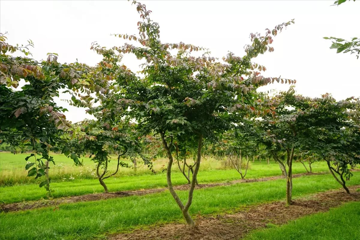 Parrotia persica - Formgehölze Eisenbaum