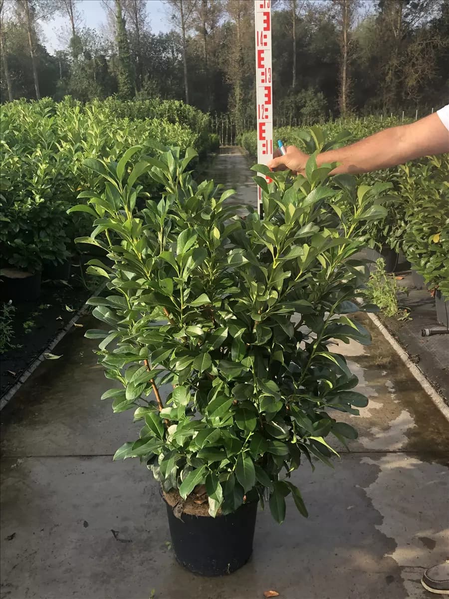 Prunus lauroc.'Etna'  -R- Lorbeerkirsche 'Etna'  -R-